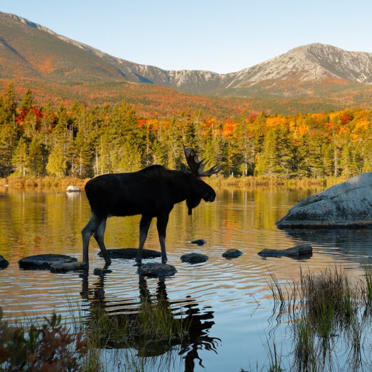 moose in a northern New England Pond