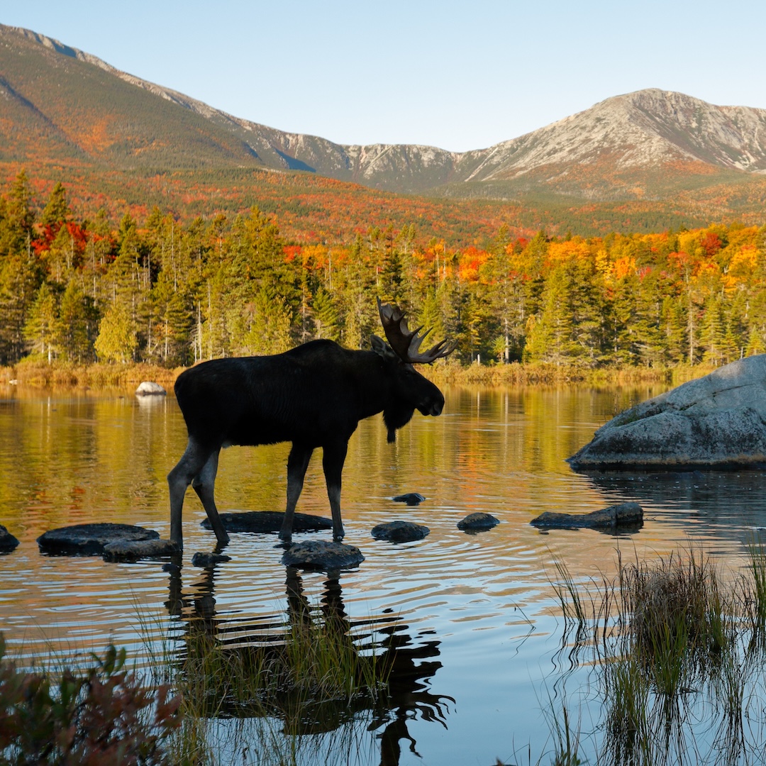 New England Summer Moose Trax Tour
