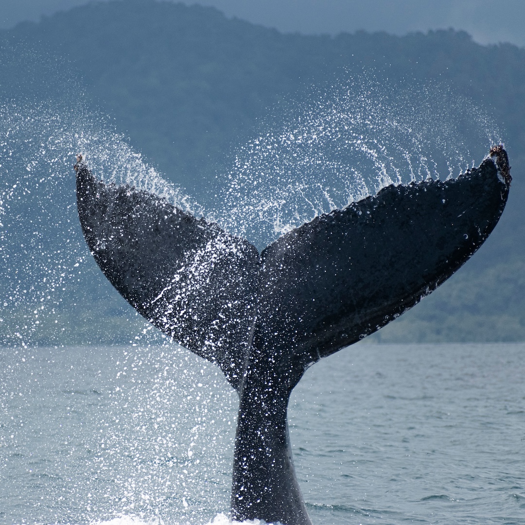 Alaska Cruise Tour