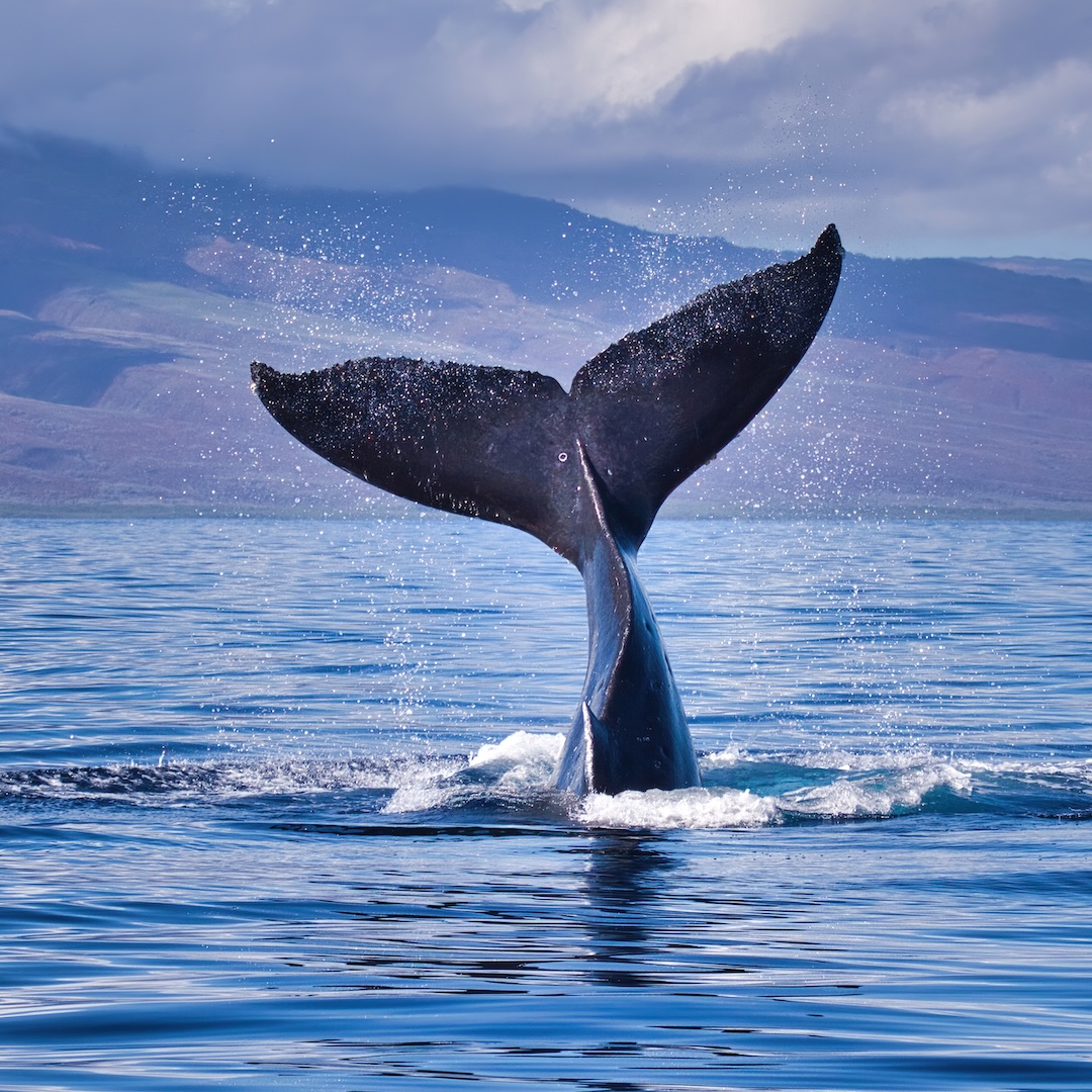 Alaska Cruise Tour